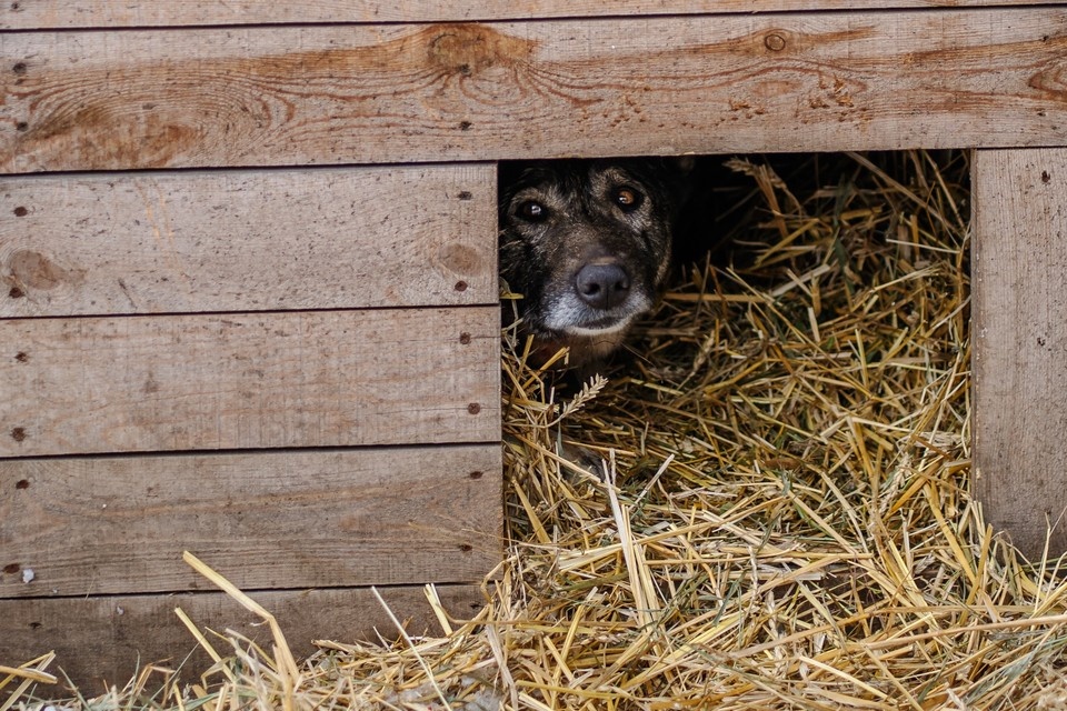    После скандала о Додобоне узнала вся страна Дарья МАКСИМОВА