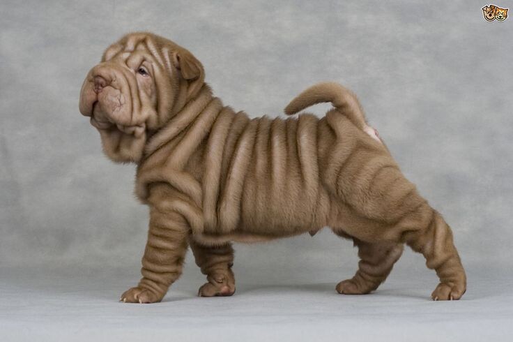 Шарпей (картинка из открытых источников)