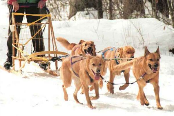 Чинук (картинка из открытых источников)