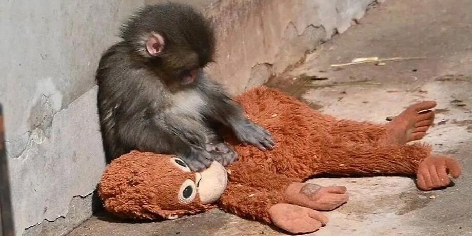    Фото: youtube.com/Japan Zoo Story