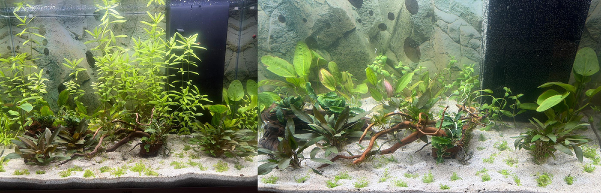 Слева - 23 февраля, справа 27 янврая (посадка)