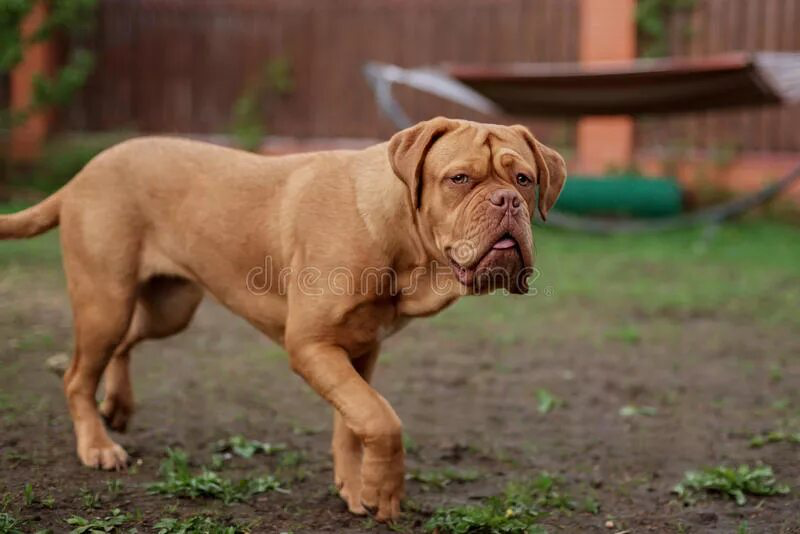 Бордоский дог (картинка из открытых источников)