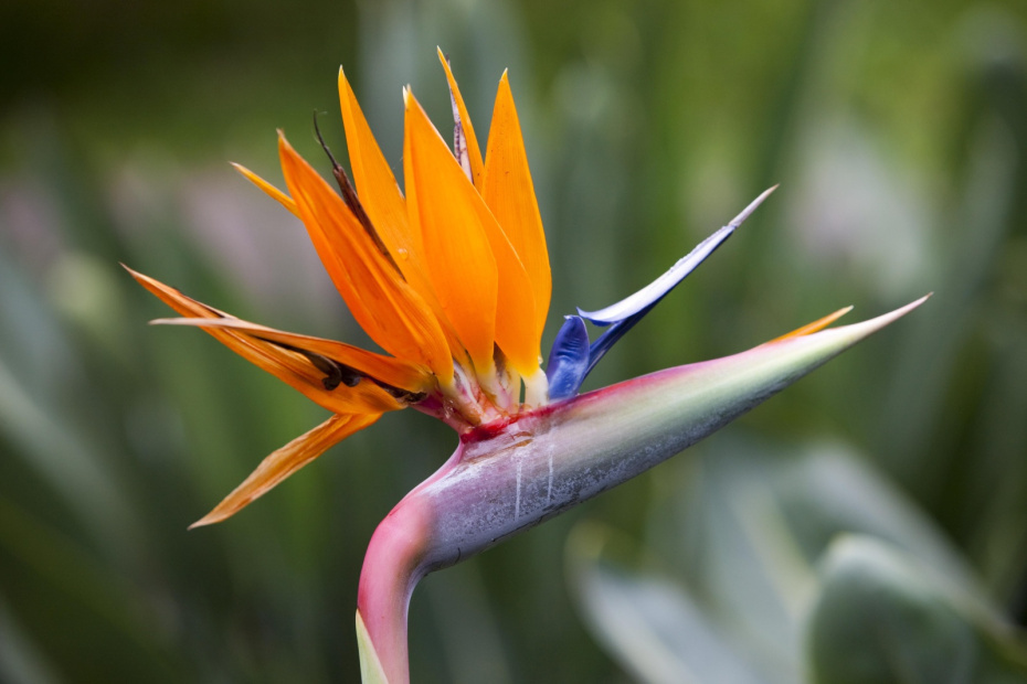    Alessandra Sarti/imageBROKER.com/Global Look Press