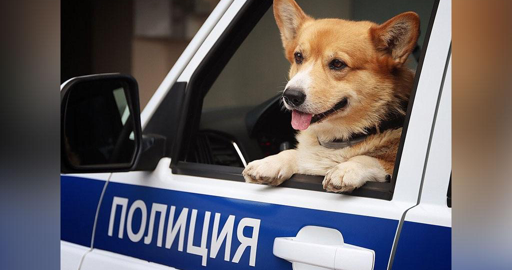 «Не только Мухтар»: Как на самом деле служат собаки в российской полиции