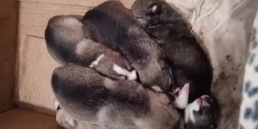 Нашей команде запрещают спасать, потому что мы зло