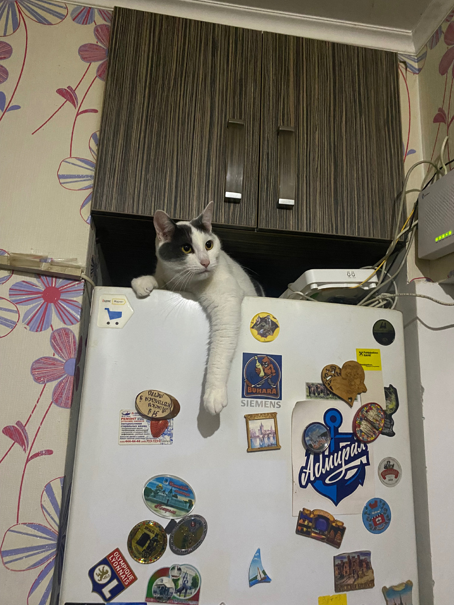 Страж Холодильника. Жестокий и беспощадный.