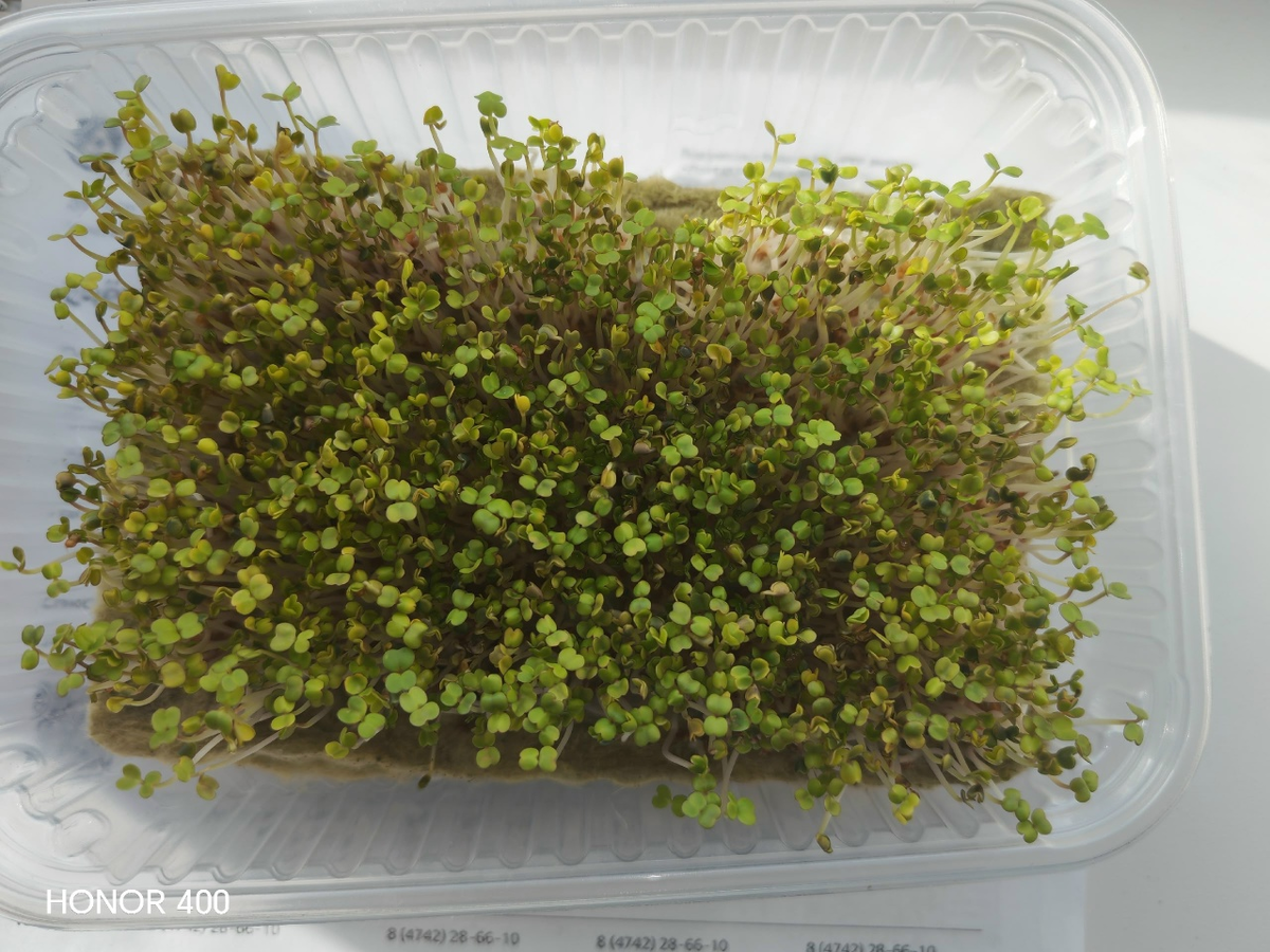 Микрозелень через 4 дня после посева. Фотография автора