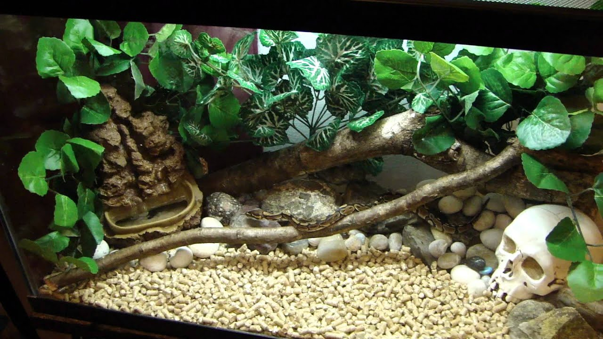 Сначала ты заводишь себе малышарика в прикольном аквариуме...