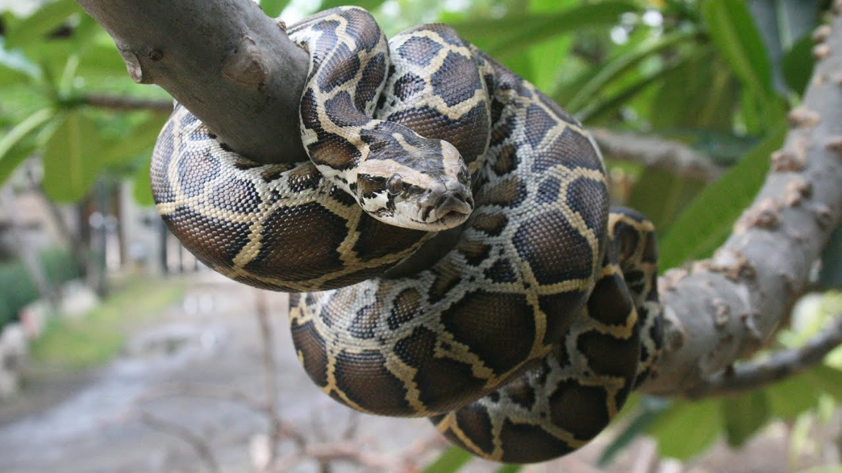 Что смотришь? Я веточка!