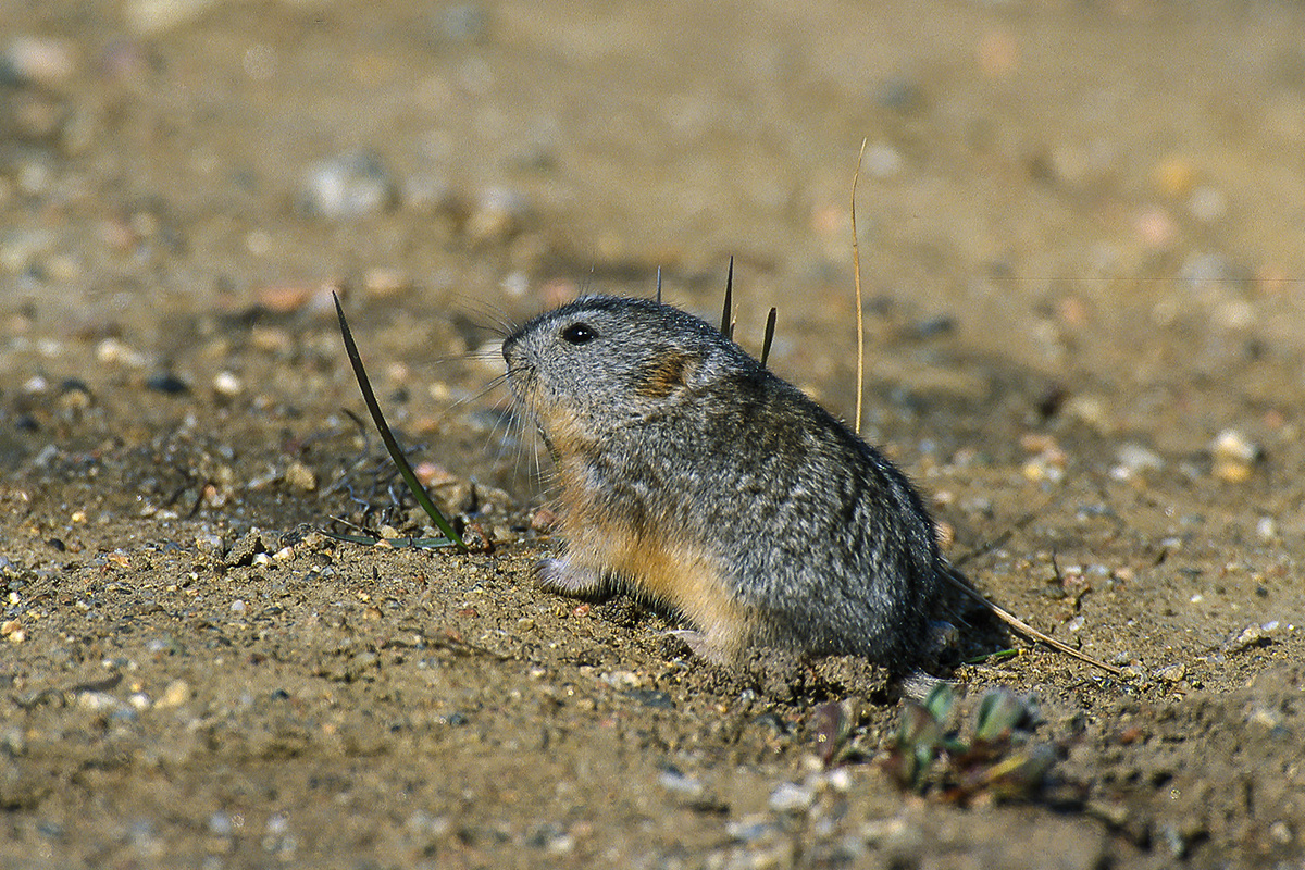 Я — лемминг. И я просил не волноваться  nationalgeographic.com