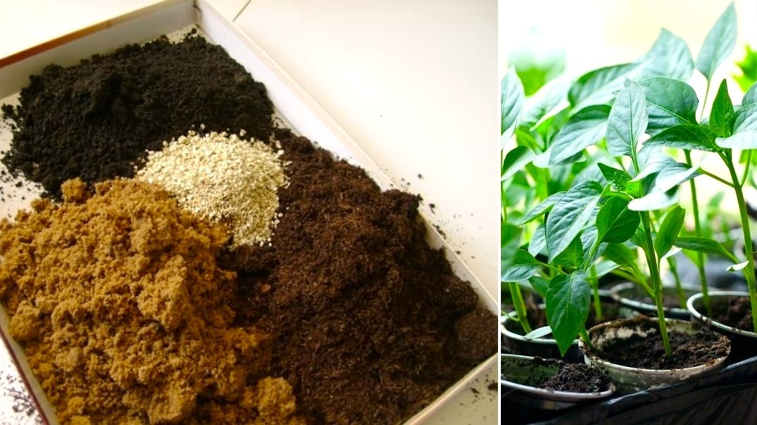 грунт для рассады