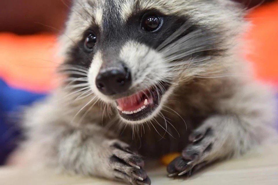    В США енот проник в офис телеканала и тайно там жил Виктор ГУСЕЙНОВ