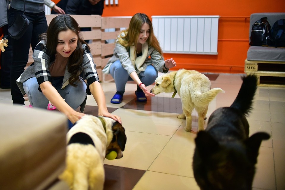    Известная сеть пиццерий станет дог-френдли после скандала с собакой в Челябинске Влад КОМЯКОВ, Архив «КП»
