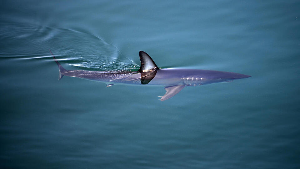     Акула убила врача у берегов популярного курорта в Новой Каледонии www.globallookpress.com/Nano Calvo/VWPics