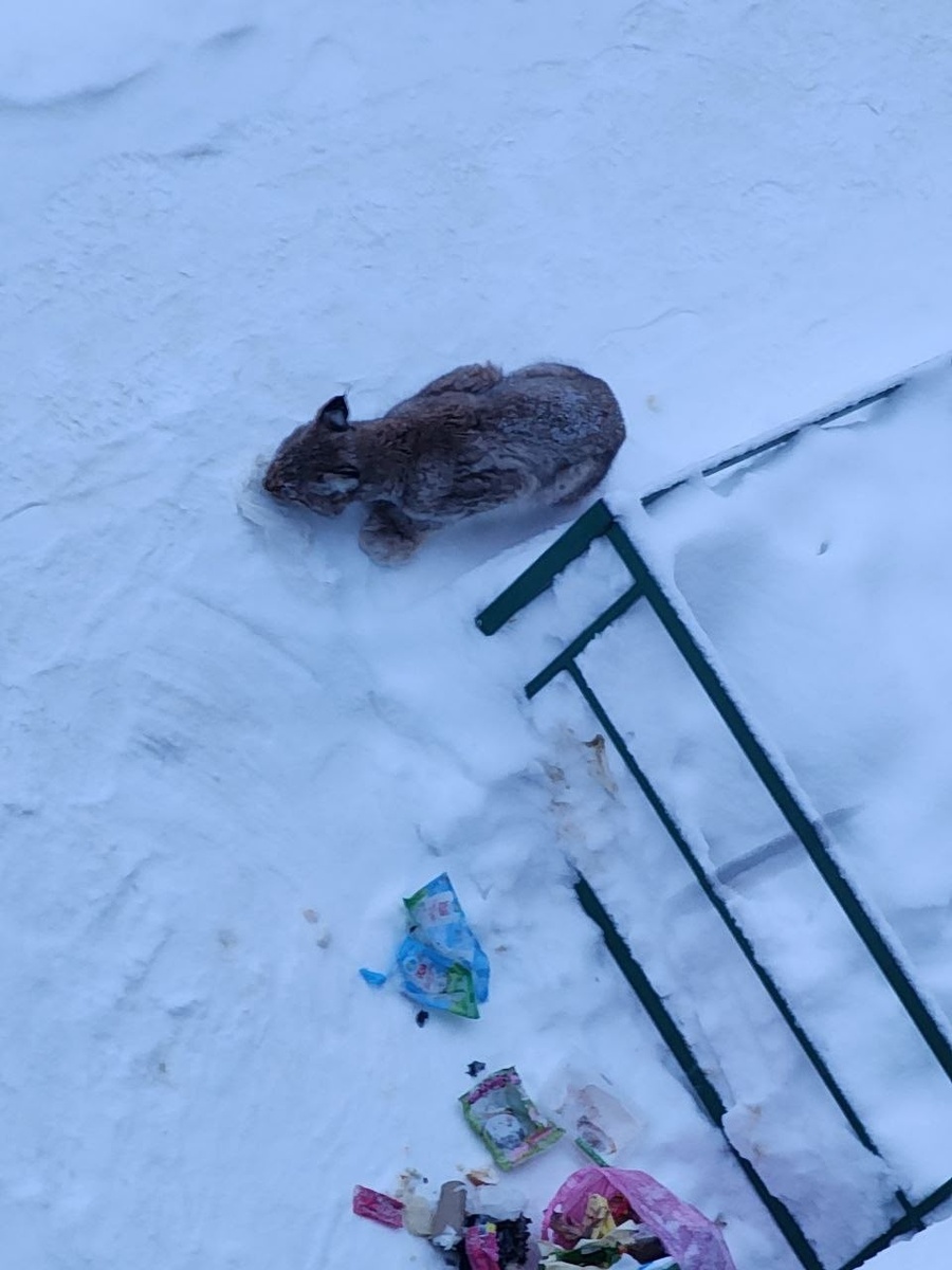    Центр помощи диким животным «Большое гнездо»