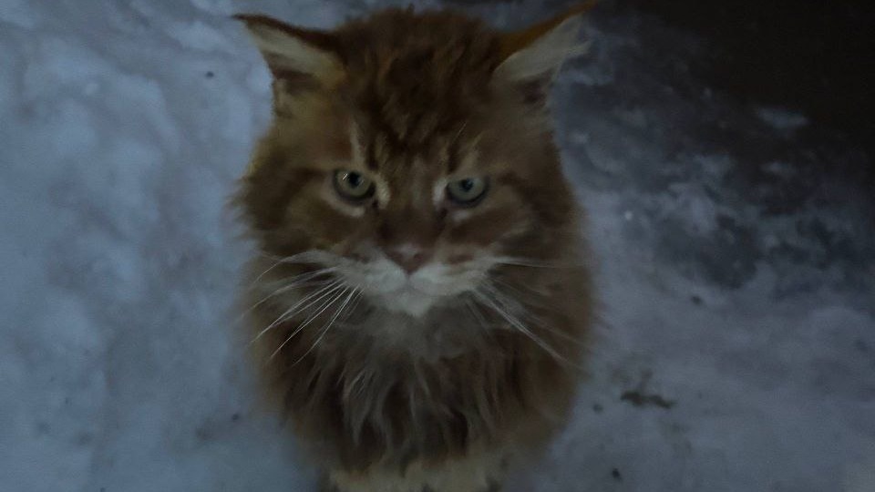 Мейн кун замерзает на улице