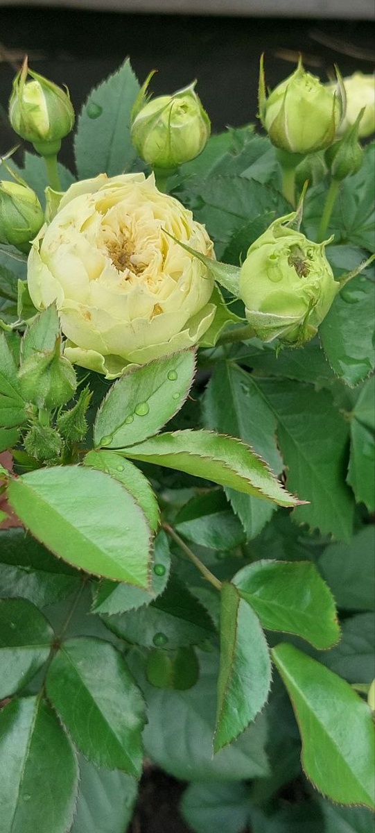 Лемон рококо 