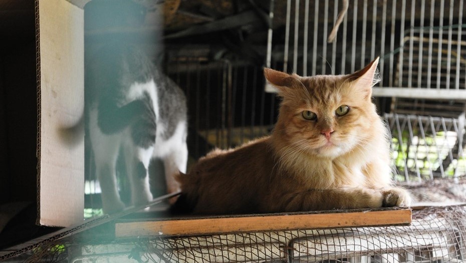    Автор фото: Trend/ Павел Долганов