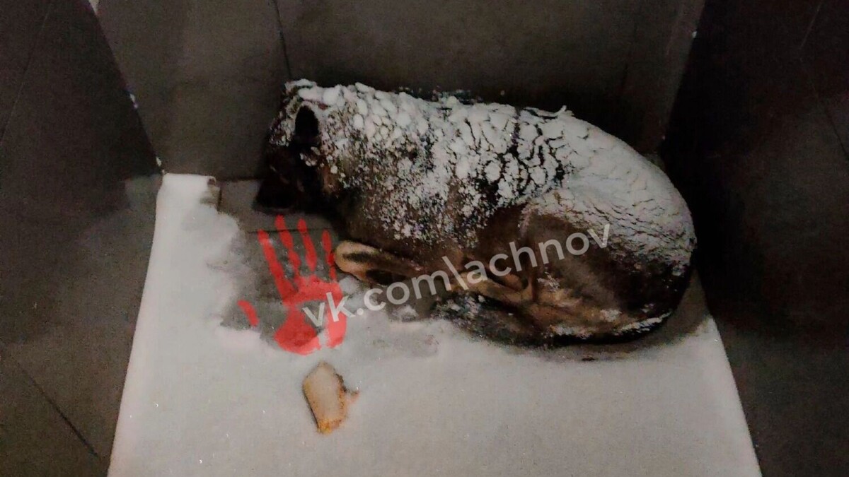   «Агентство чрезвычайных новостей Челябинска»//https://vk.com/achnov.