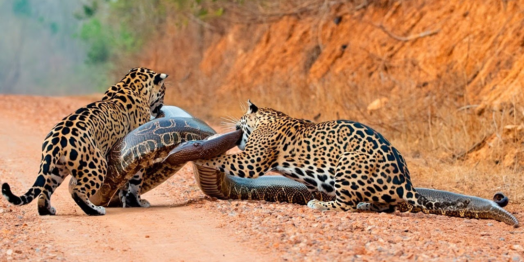 Анаконда: Фильмы врут. 5 фактов, которые ломают шаблоны об этой змее