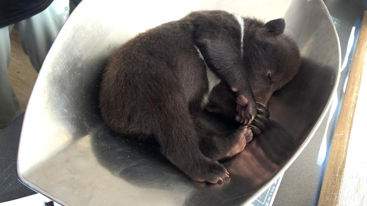 Бежаницкие медвежата на осмотре
Фото: из группы центра спасения медвежат-сирот в соцсети «ВКонтакте»