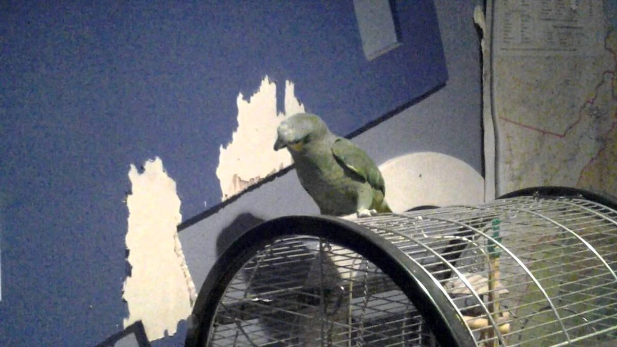 Вкусные обои попались