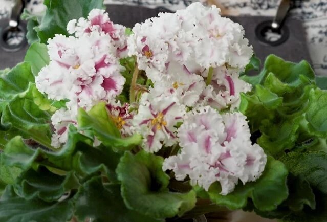 Как вырастить здоровую и красивую сенполию: описание сортов фиалок, выращивание и уход