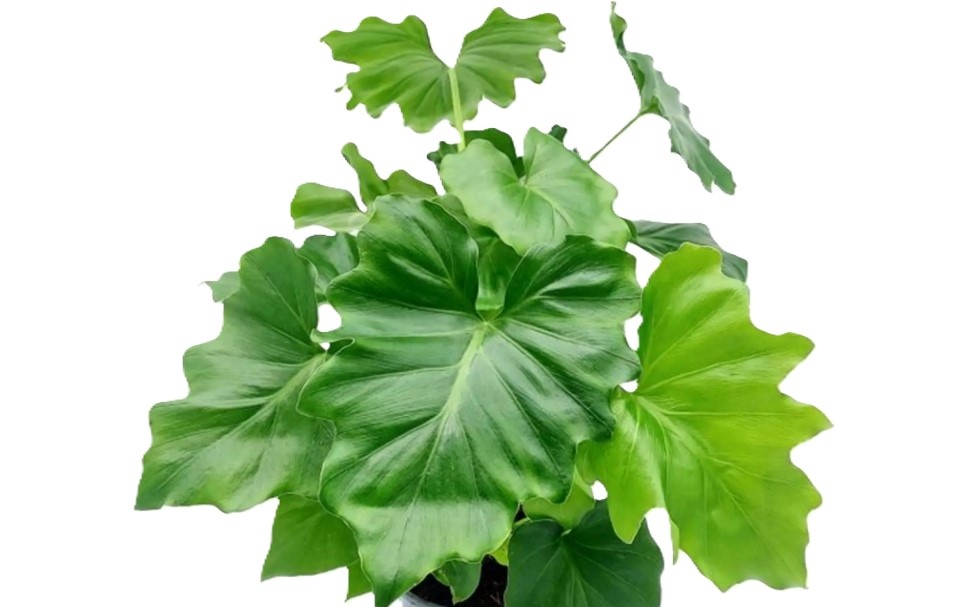 Philodendron Shangri-La