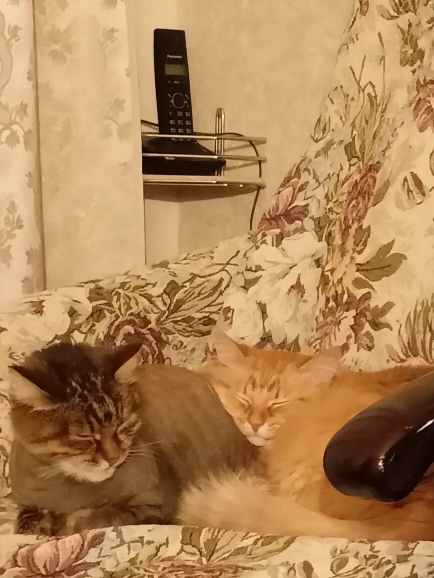 Серафима и Эллис. В быту - Фима и Элла )