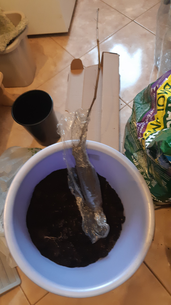 Саженец шайн