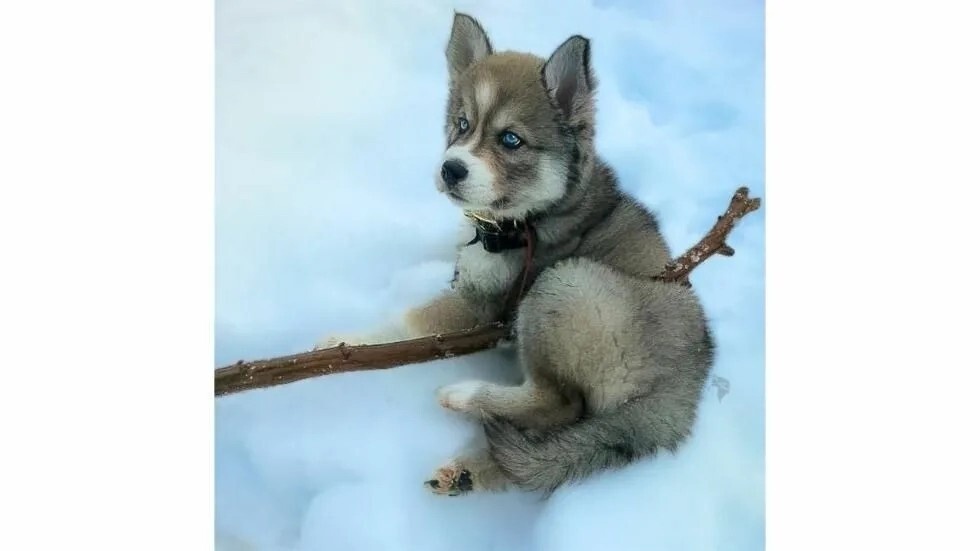 Фото из Яндекса