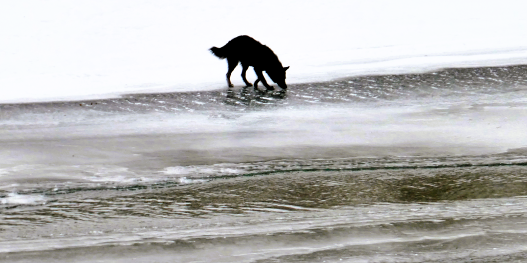 Собака выла на льдине несколько дней, а люди рассуждали стоит ли спасать животное (может пёс сам справится)