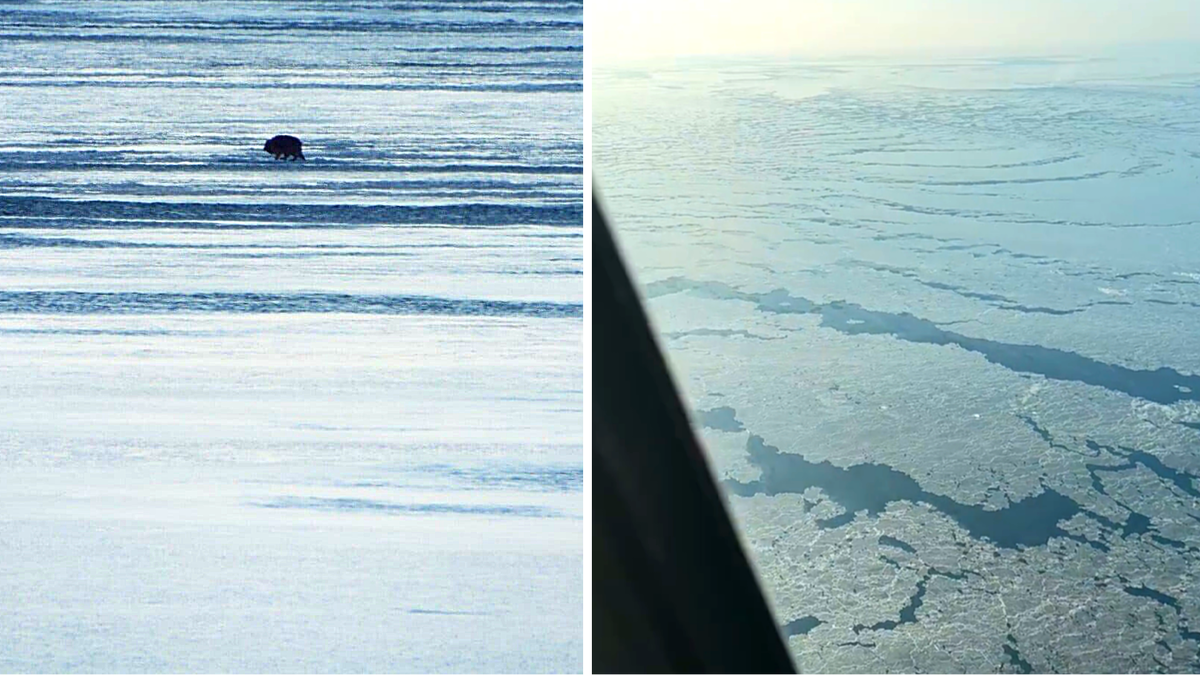 Поиски собаки, унесенной во Владивостоке в море. Время решает всё
