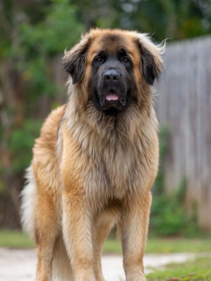 Благородный леонбергер - одна из лучших пород собак-компаньонов