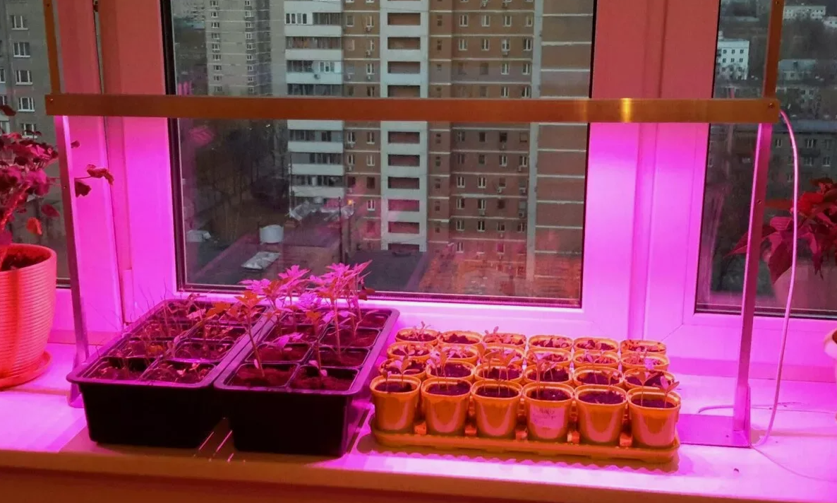 досветка рассады