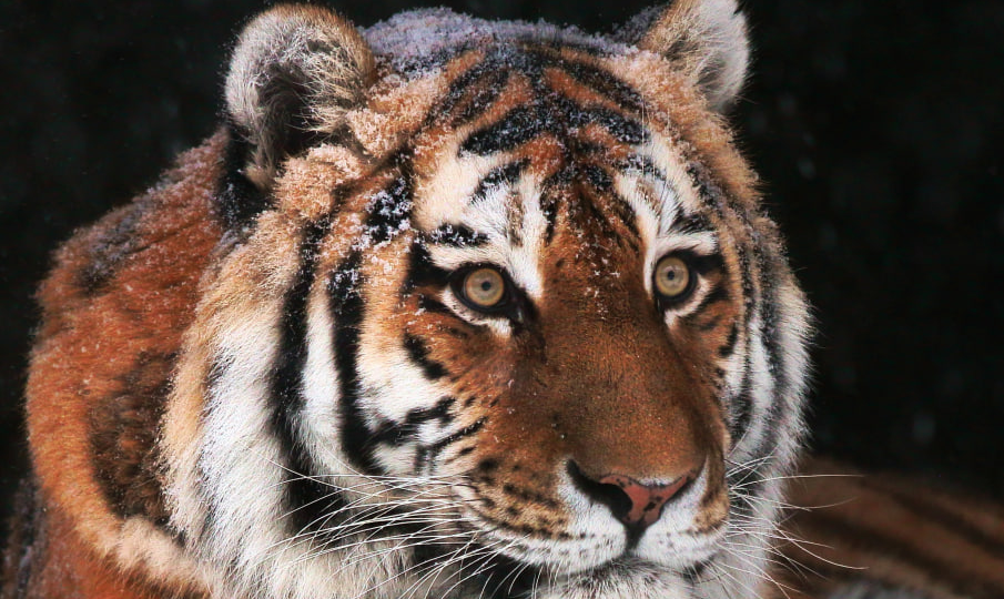 Не стало амурского тигра Амадея