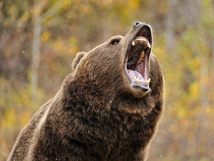     Фото: 1zoom.ru/alexaf01