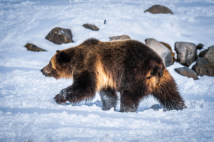     Фото: 1zoom.ru/kycb