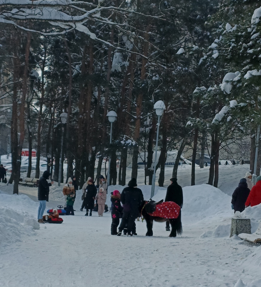 Такие пони у нас в парке по выходным катают детей.