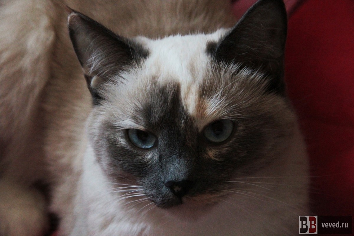     Фото: Юлия Медведева / Вечерние Ведомости