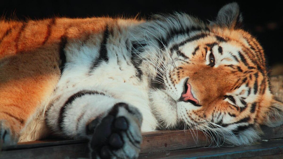    Фото: t.me/lenzoopark