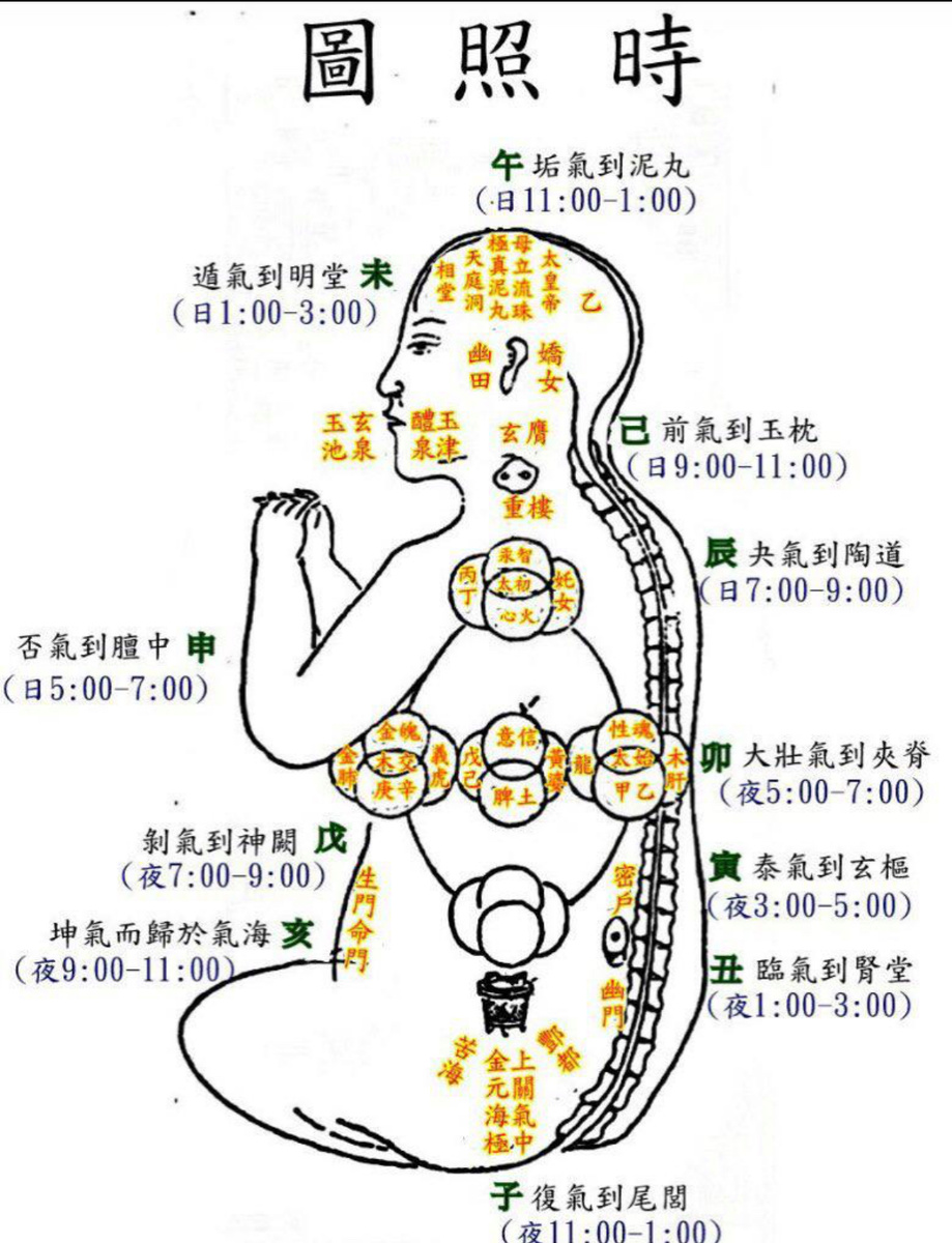 Изображение представляет собой карту суточного цикла (12 страж «шичэнь»), распределенного по анатомическим точкам и «дворцам» тела человека. Это неприрывный цикл движения «истинной ци» по задней (канал Ду-май) вверх и по передней (канал Жэнь-май) частям тела  вниз, формируя так называемую Микрокосмическую орбиту. Здесь уже развернутая иллюстрация с пояснениями, оригинальная из упоминаемого трактатата ниже.