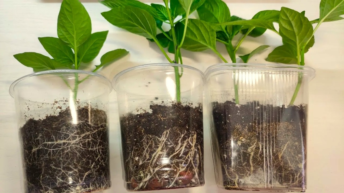 рассада перца