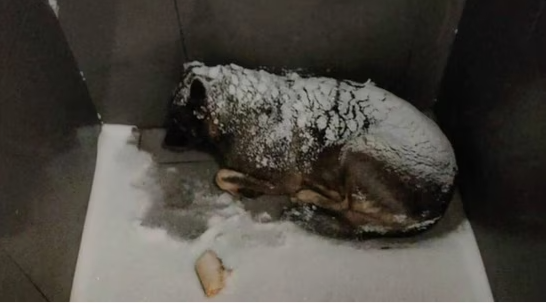 Додобоня в снегу