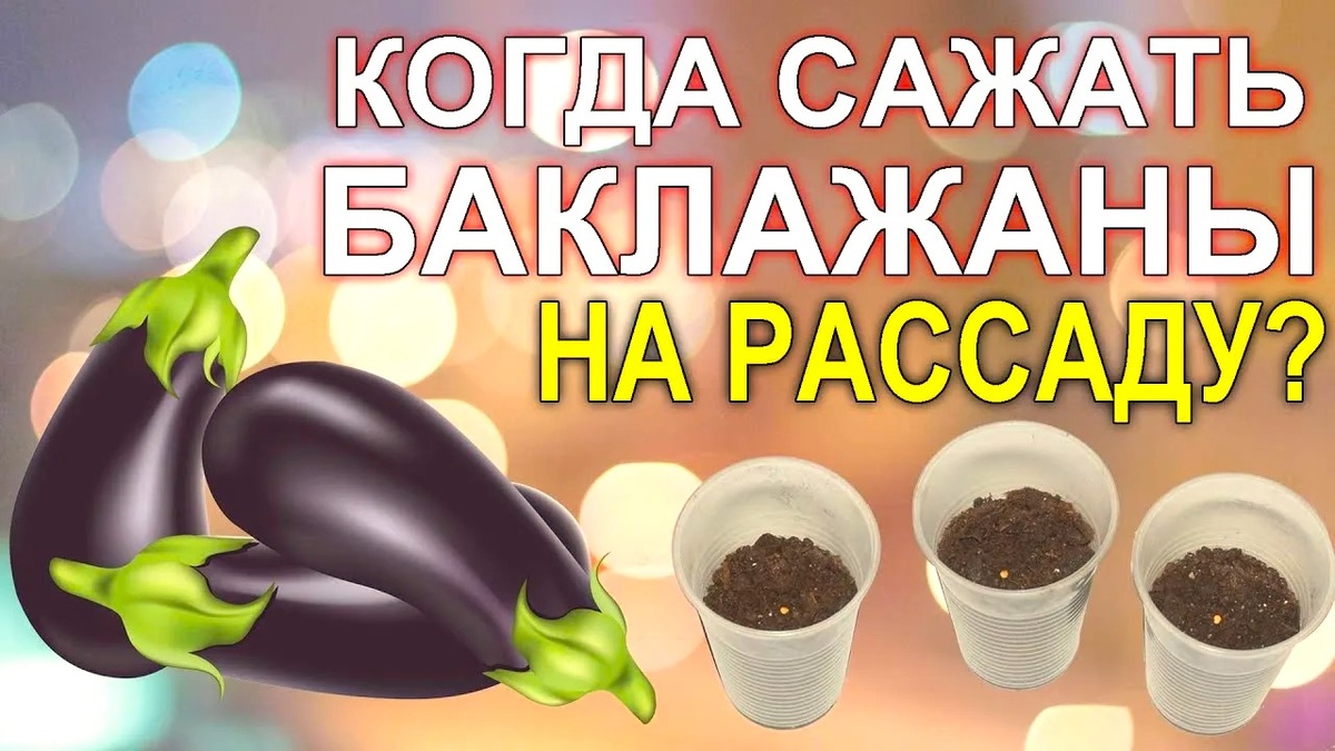 когда сажать на рассаду семена баклажан