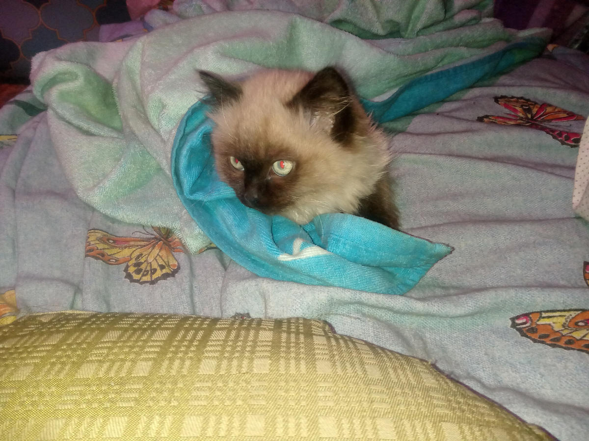 Тихон и пляжное полотенце, теплое, работает укрывашкой.  Вчера было тоже ой-ой...