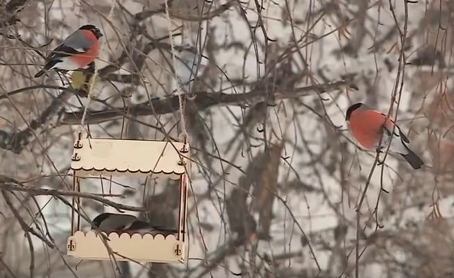    Крепкие морозы в Красноярске останутся до начала марта