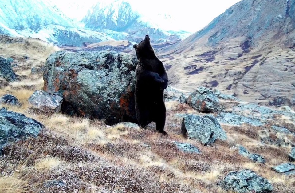    Фотоловушка засняла медведя-почесуна Национальный парк «Сайлюгемский»