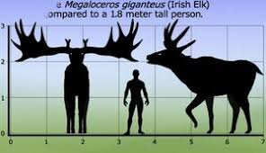 Большерогий олень - для сравнения мужчина ростом 1м 80 см.