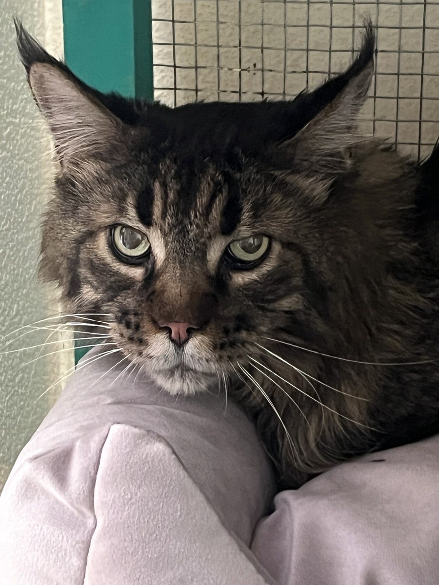 Настоящий мейн-кун. Но никто не застрахован. НИКТО